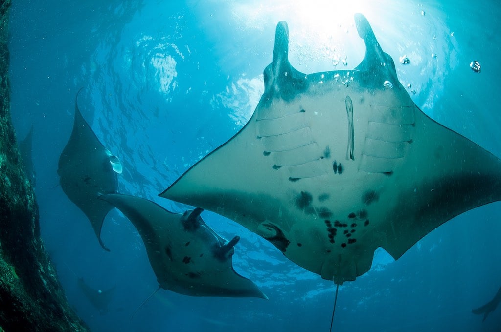 Manta Point, Bali – Diving with the Ocean’s Most Graceful Giants