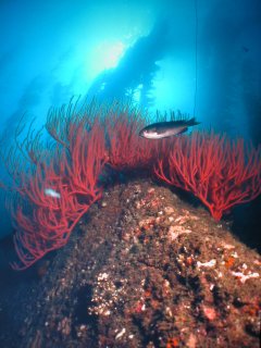 Scuba Santa Rosa Island 