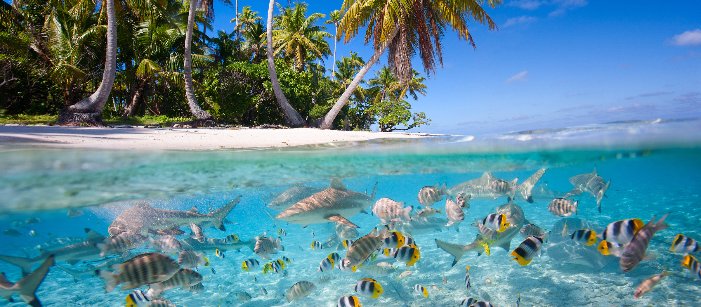 Group Trips to Tropical Vacations