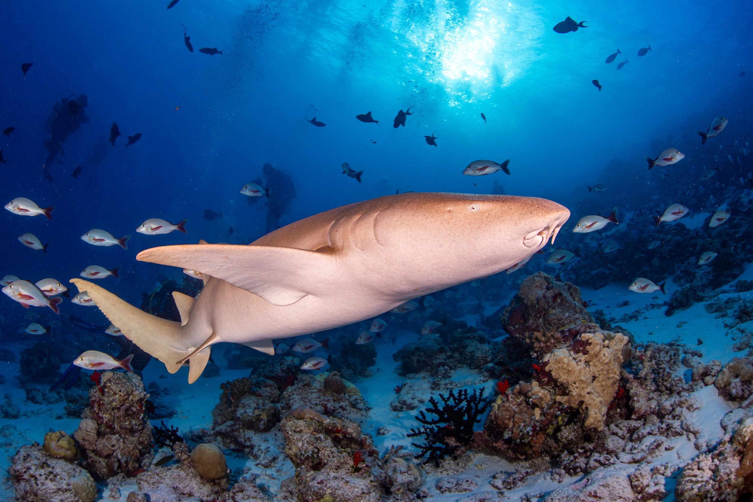 nurse-shark-mike-suender.jpg