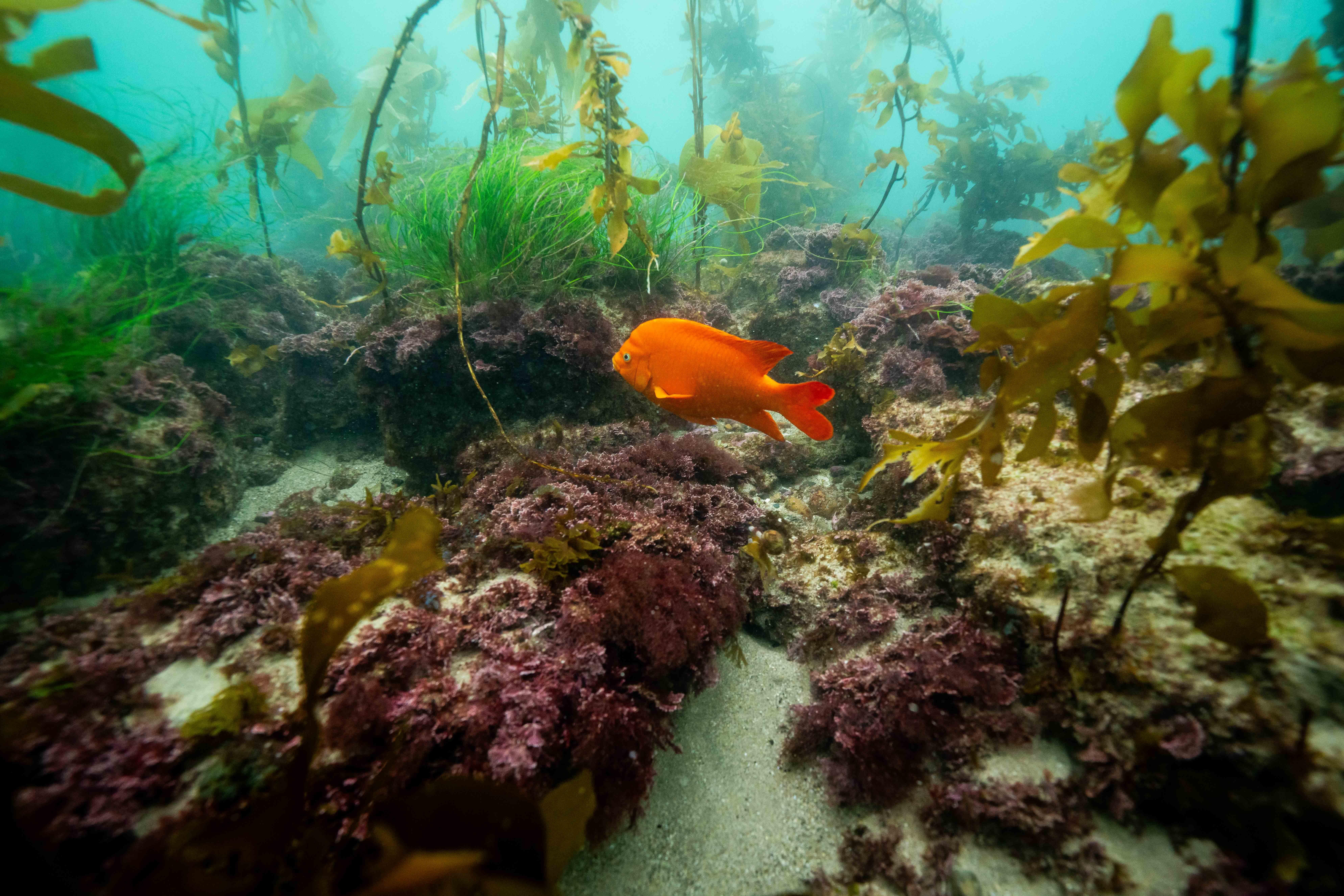 Palos Verdes dive site
