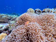 Fiji All Inclusive Dive Adventure - Aug 29th to Sep 7th 2024