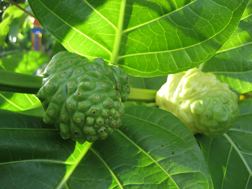 Noni fruit