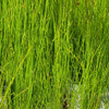 soft rush native aquatic plants
