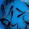 channel catfish for sale