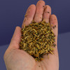 Seed mixture for ponds