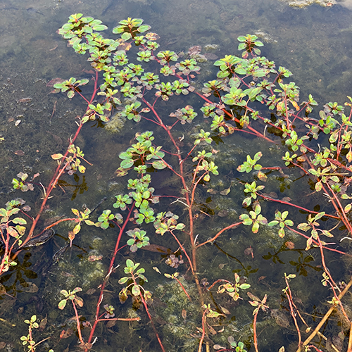 CreepingWaterPrimrose