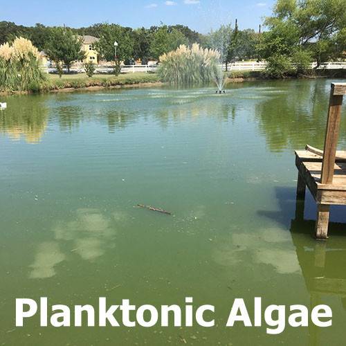 What is the green film on my pond? Expert Pond Advice