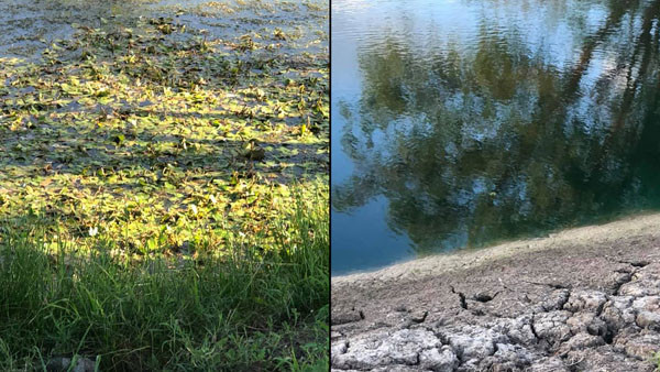 Best Pond Treatment Products Pond Product Reviews by Customers