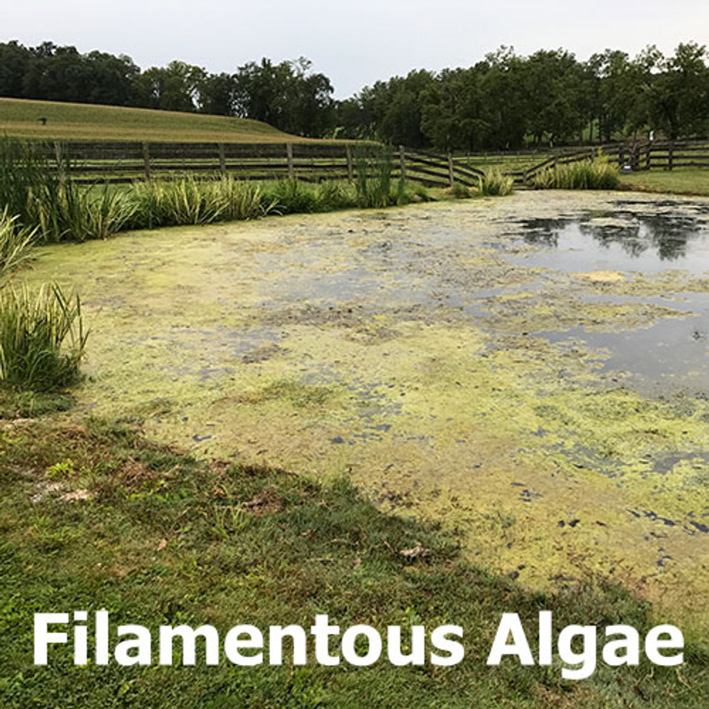 What is the green film on my pond? Expert Pond Advice