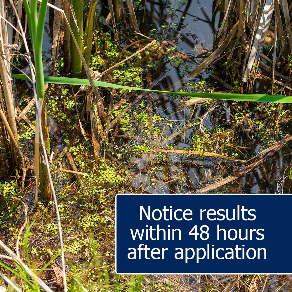 Duckweed Destroyer Duckweed Killer Get Rid of Duckweed Fast