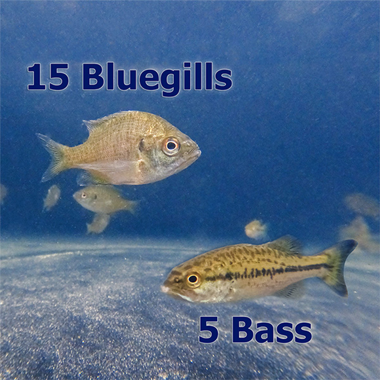 Live Bluegill (15) & Largemouth Bass (5) Pond Fish Pack