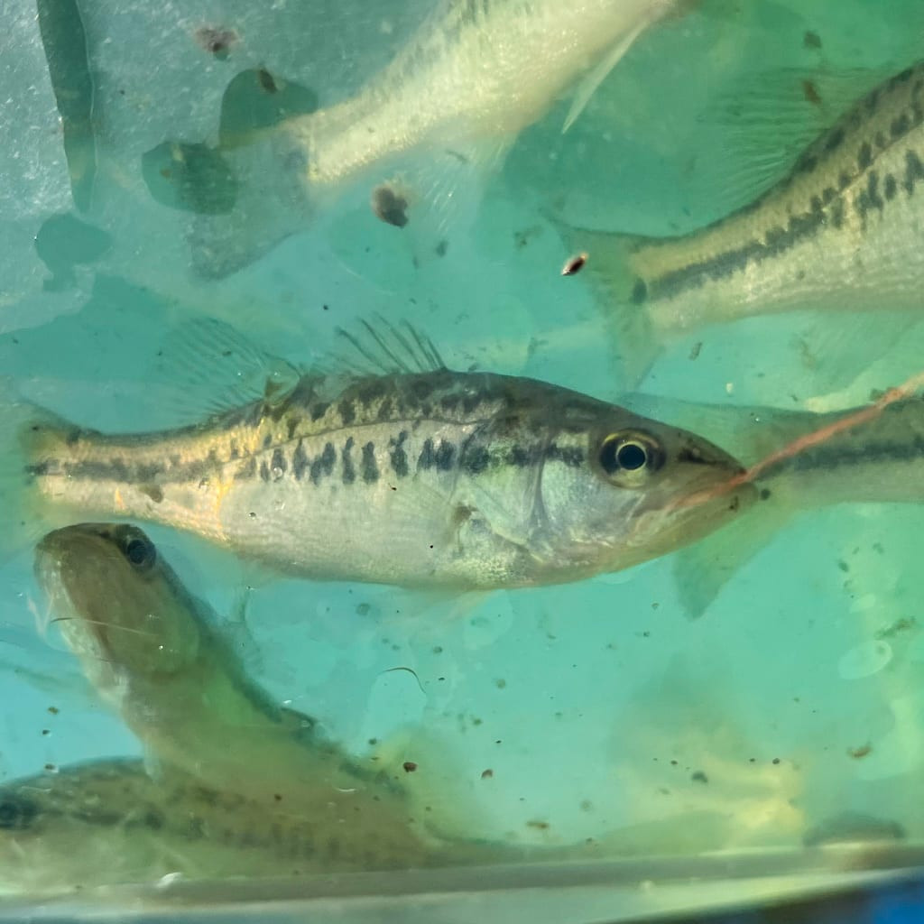 Live Largemouth Bass for Pond Stocking - Main Image