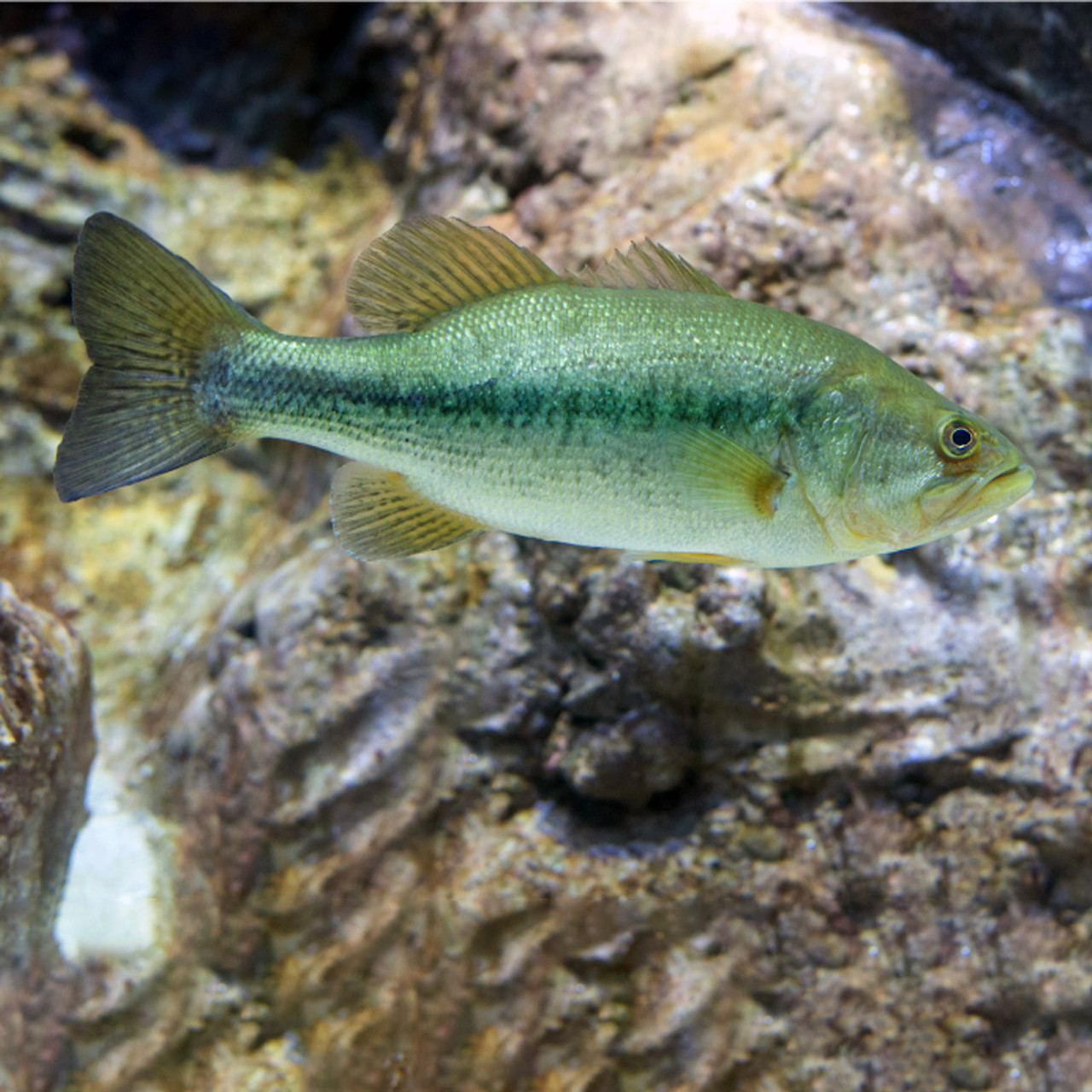 largemouth bass underwater feeding