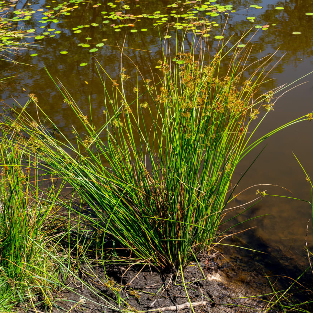 Pond & Lake Shoreline Seed Mix - Natural Waterscapes