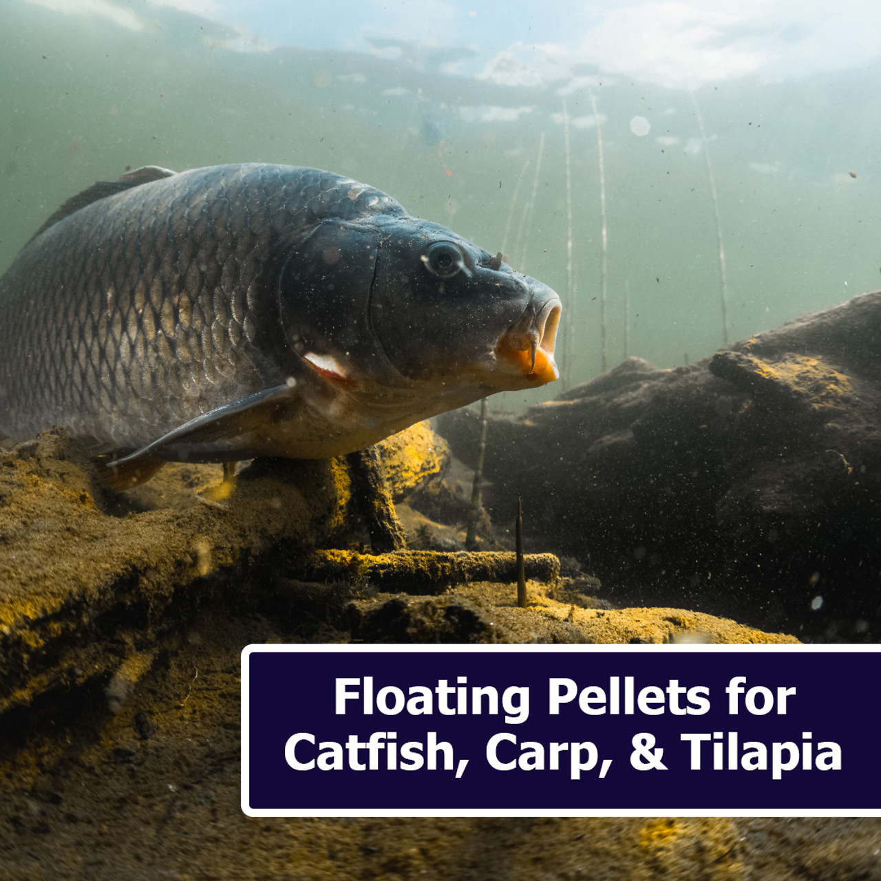 BigCatch Catfish Food 20 lb - Natural Waterscapes