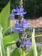 pickerel pollinating pond plant