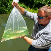 Live Channel Catfish (20)- 2-4" Pond Fish