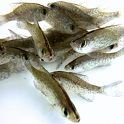 Black Crappie for sale