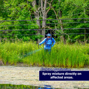 Cutrine application string algae