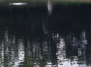 Black Pond Dye