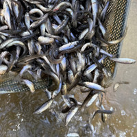 Live fathead minnows