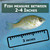 Bluegill/Bass Pack (15 Bluegill, 5 Largemouth Bass, 2-4") View Product Image