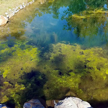 Copper Sulfate for Ponds