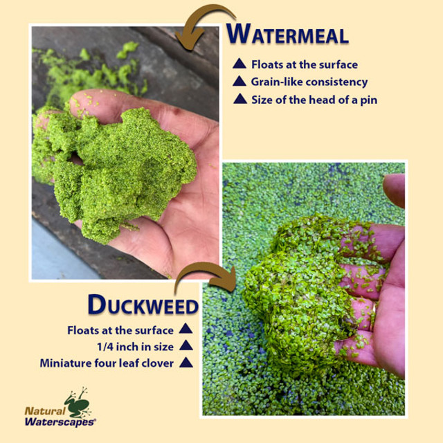 Duckweed & Watermeal