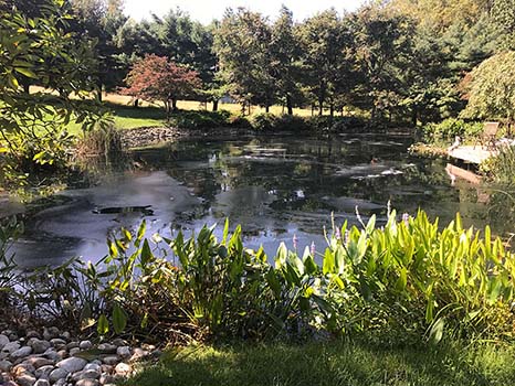 after-soilfloc-pond-sealer-treatment.jpg