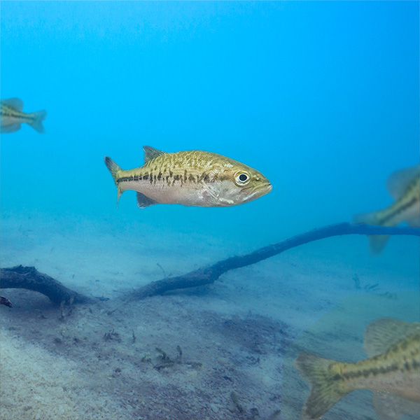 Live Largemouth Bass Fish for Pond Stocking