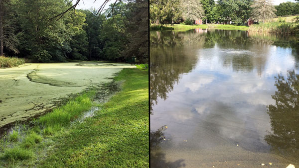 pond, duckweed, watermeal, algae, propeller, plex mate,