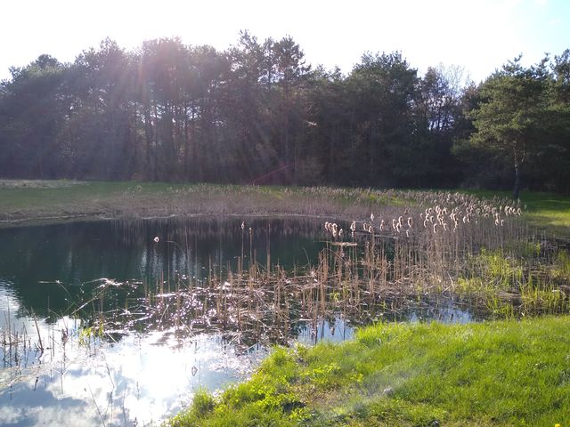 remove cattails from pond