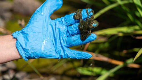 cyanobacteria-sample-from-pond
