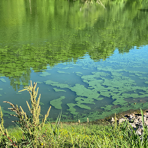 cyanobacteria characteristics