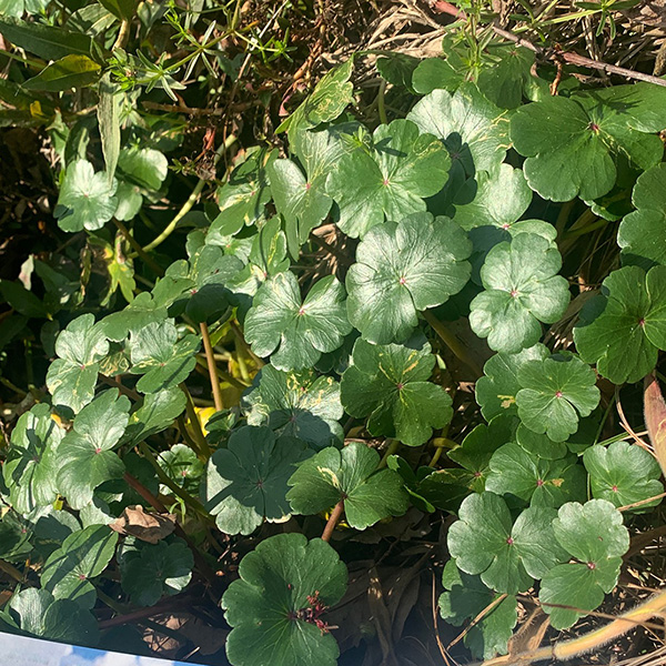 water-pennywort