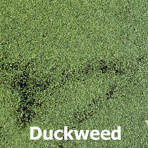 green-pond-scum-duckweed