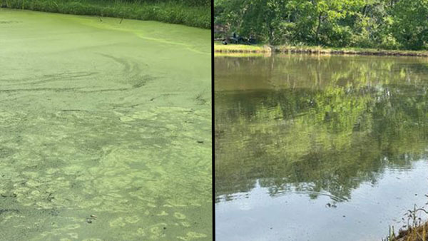 duckweed, watermeal, clear pond, pond treatment, herbicide, propeller, cutrine,