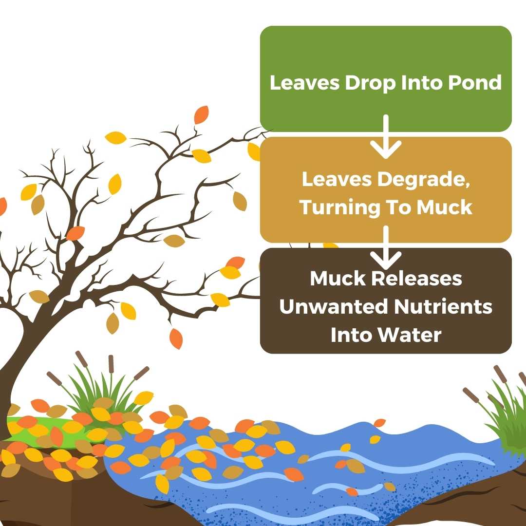 fall pond treatments and pond management