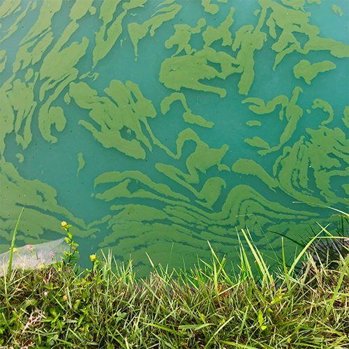 harmful algal bloom