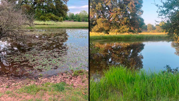 pond weed, american pondweed, cattplex, plex mate, pond treatment, beneficial bacteria,