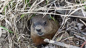 Muskrat damage to pond