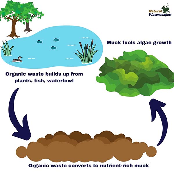 What causes algae to grow in ponds