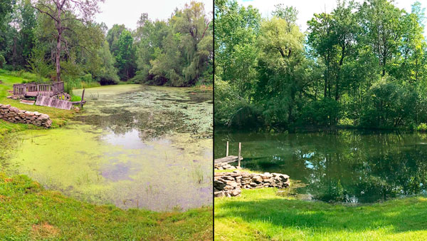 pond, algae, nutrients, clear pond, pond water, water clarity,