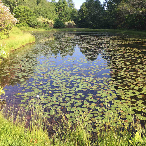 water lilies 