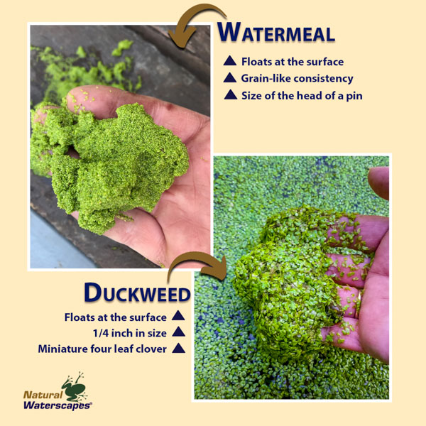 Duckweed - Watermeal - Green scum on top of pond
