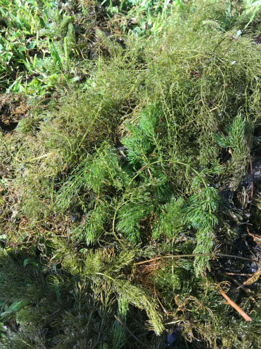 eurasian water milfoil