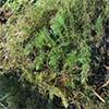 watermilfoil, pond weed