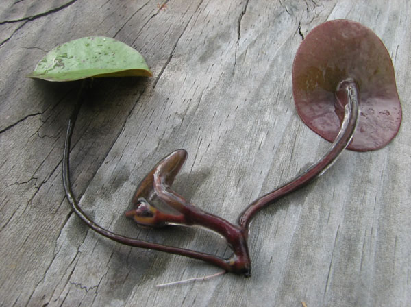 Watershield Aquatic Plant