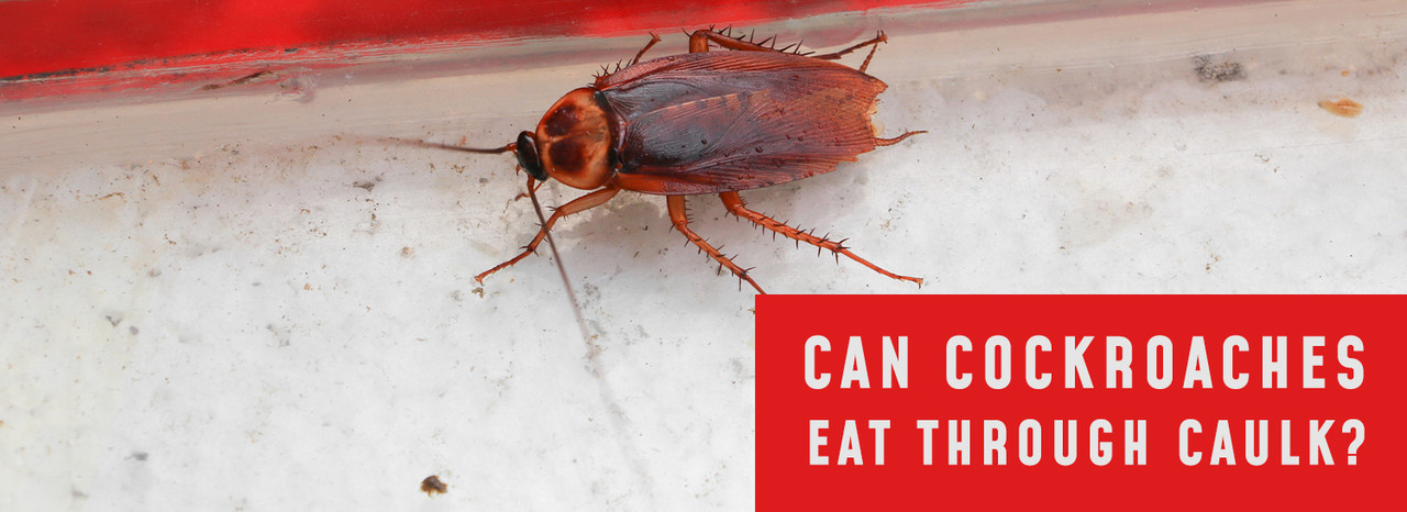 Can Roaches Eat Through Caulk?